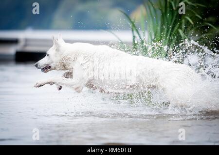 running White Swiss Shepherd Dog Stock Photo