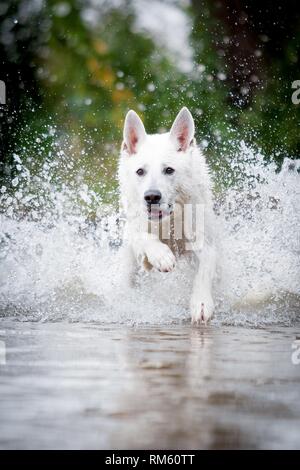 running White Swiss Shepherd Dog Stock Photo