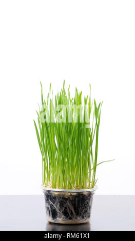 fresh green wheat grass isolated on white background Stock Photo