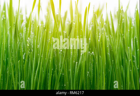fresh green wheat grass isolated on white background Stock Photo