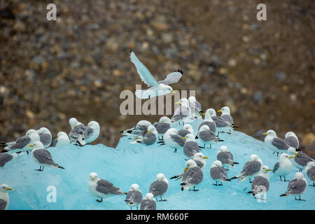 Black-legged Kittiwakes (Rissa tridactyla) in front of bright blue face of glacier. This small gull is found in the Arctic, North Atlantic and North P Stock Photo