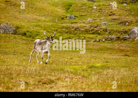 A male Svalbard Reindeer (Rangifer tarandus) moulting in summer with his antlers still in velvet. This herbivorous mammal is the smallest subspecies o Stock Photo