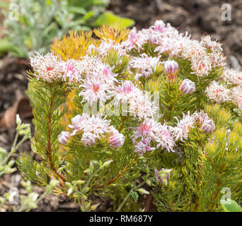 Strawberry Spiderhead, Serruria aemula, a critically endangered fynbos