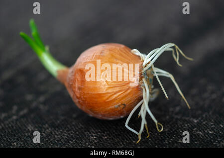 Onion sprouted on the dark background in the kitchen Stock Photo