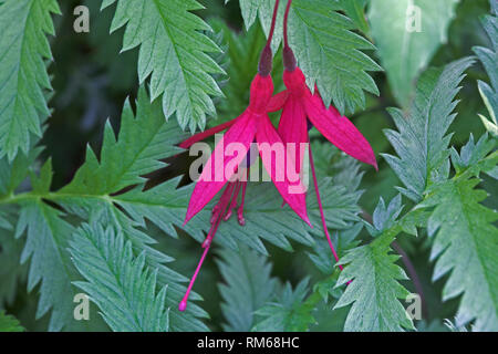 Red Fuchsia flowers. Stock Photo