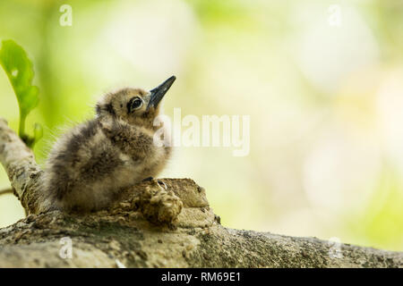 White tern or White Fairy Tern (Gygis alba) Fledgling in a nest, Photographed on Cousin Island, in the Seychelles, a group of islands north of Madagas Stock Photo