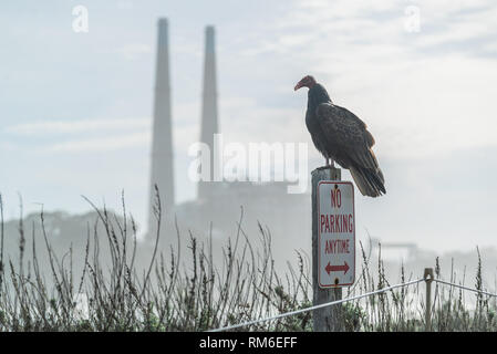 Turkey Vulture Buzzard Condor ready to take flight. Sitting on a No Parking Sign. Industry in the background California Pacific Ocean Stock Photo