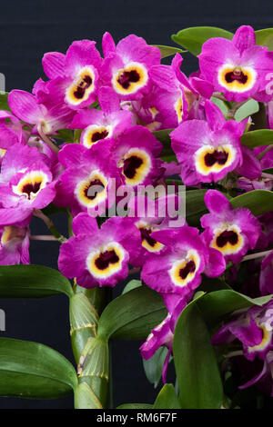 Orchid dendrobium red emperor in full flower Stock Photo