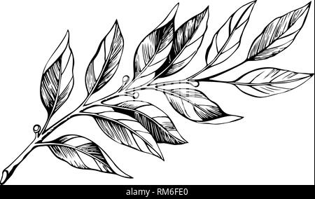 Laurel branch sketch vector  Stock Vector