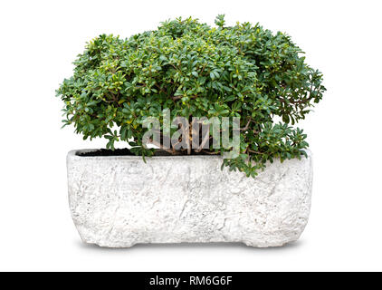 Two small plants for garden design in white clay pots isolated on white background Stock Photo