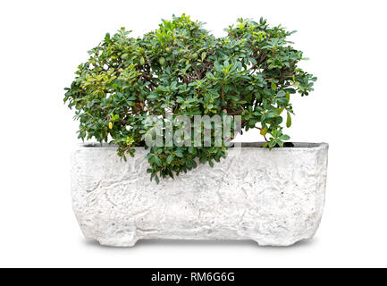 One small plant for garden design in white clay pots isolated on white background Stock Photo