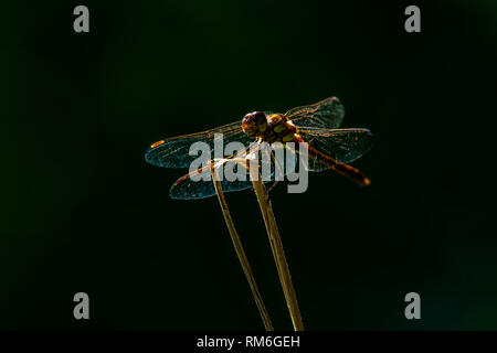 Large orange dragonfly sitting on grass straw, isolated subject Stock Photo