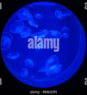 Jellyfishes in ultraviolet light in circular tank on deep blue background Stock Photo