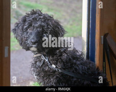 Cockapoo puppy Stock Photo