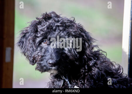 Cockapoo puppy Stock Photo