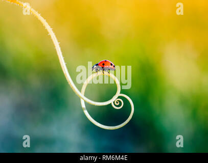 a little red ladybug crawling on the green grass in a spiral in the summer Sunny meadow Stock Photo