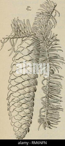 . Annual report of the Agricultural Experiment Station. Cornell University. Agricultural Experiment Station; Agriculture -- New York (State). 156 The cone of the Norway spruce is nearly as long as that of the white pine, but it is not so rough and coarse as the white pine cone is. The cones are usually borne on the tips of small branch- lets, although occasionally one is found borne in the manner shown in Fig. 47. The cones usually fall the first winter. The Norway spruce is not a native of this country, but, like the Scotch and Austrian pines, it was introduced from mVi'Lv a u ^^^&quot;^^i Eu Stock Photo