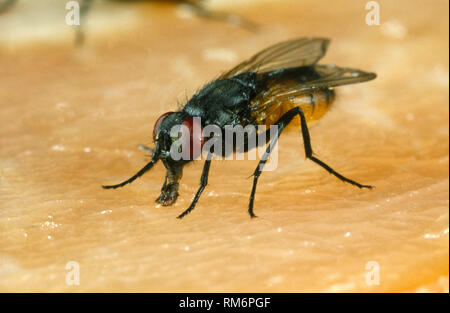 House fly, Musca domestica, on the surface of meat in a kitchen Stock Photo