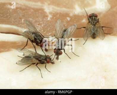House fly, Musca domestica, on the surface of meat in a kitchen Stock Photo