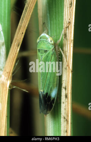 Nymph of a green paddy rice leafhopper (Nephotettix virescens) pest and disease vector of rice on a rice leaf, Philippines Stock Photo