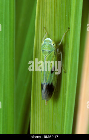 Nymph of a green paddy rice leafhopper (Nephotettix virescens) pest and disease vector of rice on a rice leaf Stock Photo