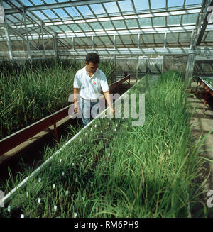 Technician in a large experimental greenhouse with rice experiments including genetic modification, IRRI, Luzon, Philippines Stock Photo