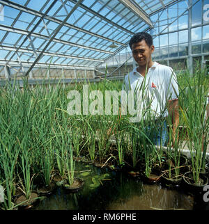 Technician in a large experimental greenhouse with rice experiments including genetic modification, IRRI, Luzon, Philippines Stock Photo