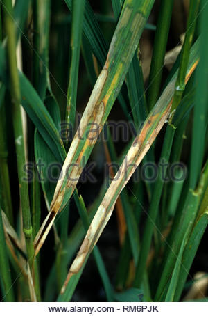 Sheath blight Rhizoctonia solani bleached white lesions on mature Stock ...