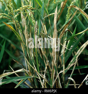 Sheath blight , Rhizoctonia solani, disease infected rice crop, Luzon, Philippines Stock Photo