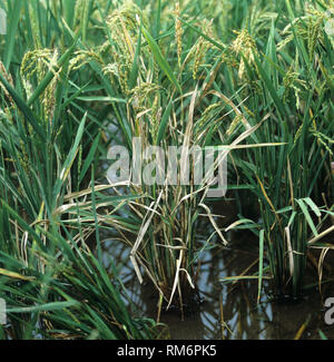Sheath blight, Rhizoctonia solani, disease infected paddy rice crop, Luzon, Philippines Stock Photo