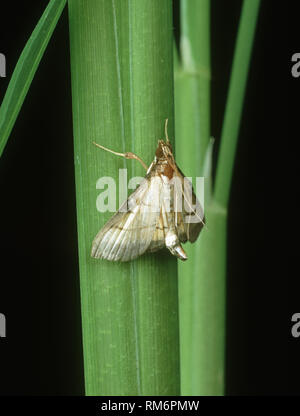 Rice leaf folder (Cnaphalocrocis medinalis) moth of pest species on rice stem Stock Photo