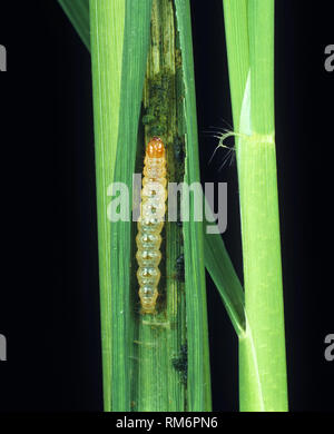 Rice leaf folder (Cnaphalocrocis medinalis) caterpillar of pest species in folded rice leaf , Luzon, Philippines Stock Photo