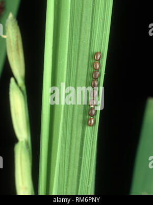 Rice ear bug or rice bug, Leptocorisa sp., a pest of rice crops, Luzon ...