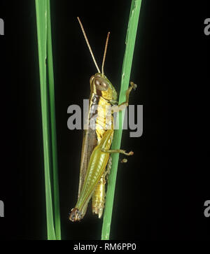 Short horned grasshopper Oxya hyla intricata nymph on rice stem Stock ...