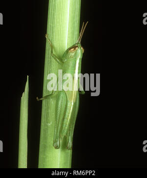 Short horned grasshopper Oxya hyla intricata nymph on rice stem Stock ...