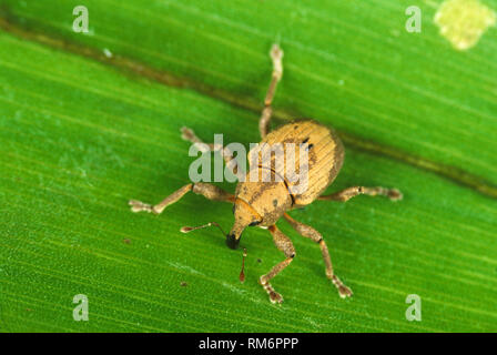 Water hyacinth weevil, Neochetina bruchi, introduced to control Eichhornia crassipes in waterways, Thailand Stock Photo