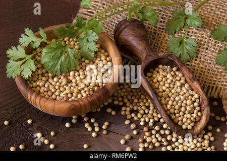Coriander seeds and leaves Stock Photo