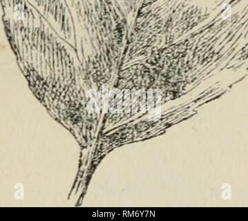 . Annual report of the Agricultural Experiment Station. Cornell University. Agricultural Experiment Station; Agriculture -- New York (State). ?, mm? w.. quince and pear, causing it to crack. This is the same fungus which attacks stocks of pear and quince and renders the growing of them precarious. I have heard complaints from the large quince growers in the western part of the state that the fruit often blasts shortly after setting and there is reason to believe that Fig. 3.��-Apple Scab Spots this fungus is the cause of much of the 071 a Leaf. mischief. This trouble is so serious in some place Stock Photo