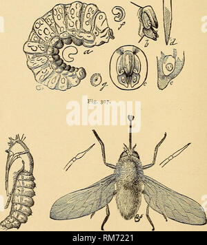 . Annual report, including a report of the insects of New Jersey, 1909. Fig- 30:. Fig. 306. Fig. 305.—Antlirax hippomelas: a, larva; b, fly pupa projecting from cut-worm pupa; c, pupa; d, adult: all enlarged. Fig. 306.—Bee-fly, SystcccJius oreas, parasitic on grasshopper egg-pods, pupa and adult. Fig. 307.—Larva of Systccclms orcas enlarged and details of structure.. Please note that these images are extracted from scanned page images that may have been digitally enhanced for readability - coloration and appearance of these illustrations may not perfectly resemble the original work.. New Jerse Stock Photo