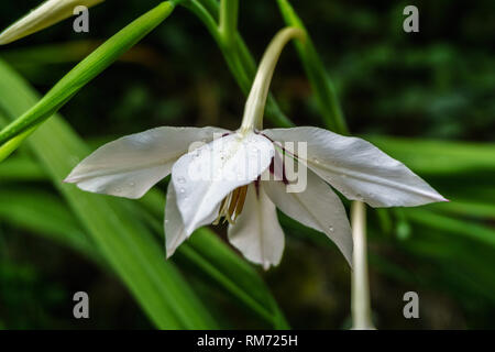 Flower with raindrops Stock Photo