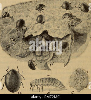 . Annual report of the Regents. New York State Museum; Science. 312 NEW YORK STATE MUSEUM siderable numbers in an infested orchard near Albany. The beetle, in its various stages, is represented in the accompanying figure. It is quite convex in shape and only -^ ^^ ^^ i"^^ ^ong. The twice stabbed lady bug, Chilocorus bivulnerus Muls., is another native form known to feed on this pest. The beetle may be recognized by its jet black color relieved by two red spots on its wing covers. Several lady. Fig. 5 Pentilia misellaa beetle; b larva; c pupa; d blossom end of pear showing scales with larv Stock Photo