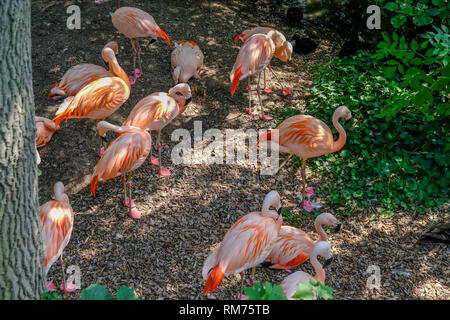 Colchester, Esssex, England, UK - July 27, 2018:  Group of flamingos on land in the shade.  Taken on a summer afternoon.