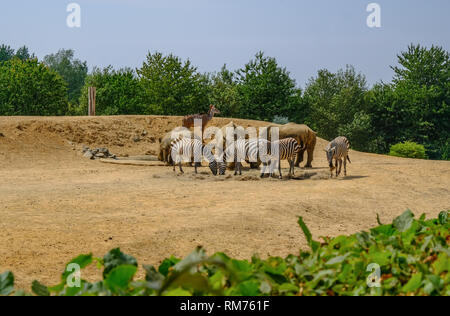 Colchester, Esssex, England, UK - July 27, 2018:  Group of rhinocerous and zebra grazing together in a dry dusty compound. Stock Photo