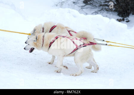 Pair of team husky dogs pulling sledge during race on snow in winter. Stock Photo