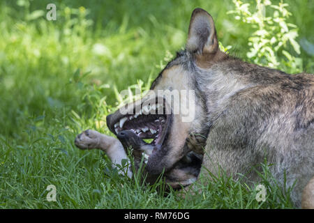 wolf (canis lupus) playing with wolf pup in summer, neuhaus, lower saxony, germany