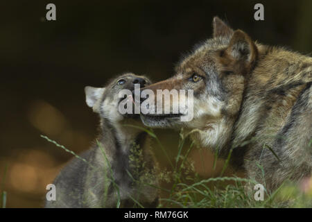 wolf (canis lupus) playing with wolf pup in summer, neuhaus, lower saxony, germany