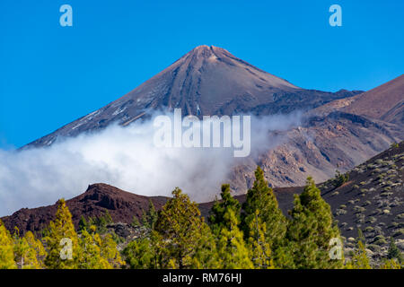 Landscape with green Canarian pine forest and volcanic lava fields on highest mountain in Spain Mount Teide, Tenetife, Canary Island, Spain Stock Photo