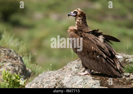 Cinereous (Eurasian Black) Vulture (Aegypius monachus), Full Length Portrait Stock Photo