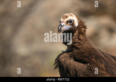 Cinereous (Eurasian Black) Vulture (Aegypius monachus), Head Portrait of Vulture Stock Photo