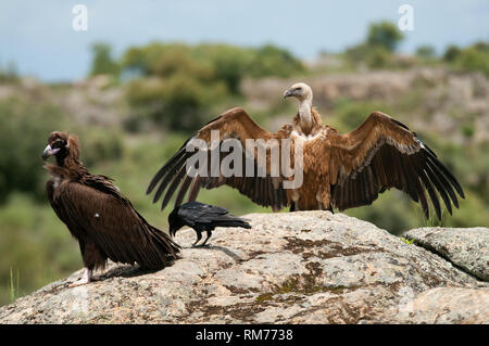 Cinereous Vulture, Aegypius monachus and Griffon Vulture, Gyps fulvus, Common raven, Corvus corax, standing on a rock Stock Photo